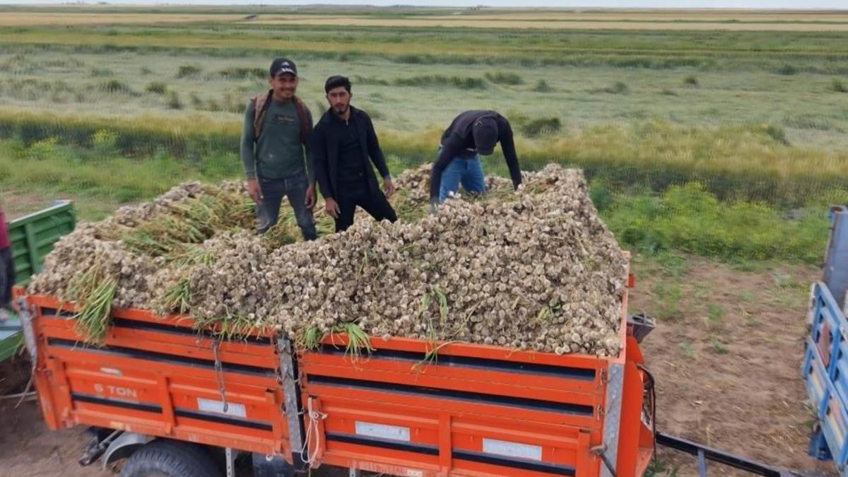 Ata tohumundan yetiştiriliyor! Organik sarımsakların hasadı başladı