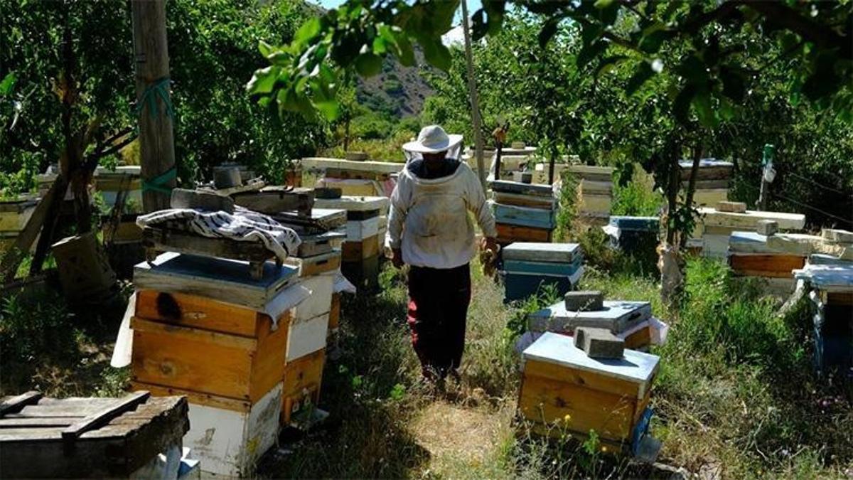Ege ve Karadeniz’i bırakıp oraya akın ettiler! En kaliteli balın adresi belli oldu