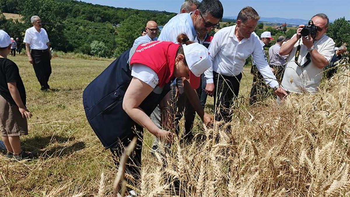 Samsun'da ilk! "Altındaneler Toprakla Buluşuyor" projesinde hasat heyecanı başladı