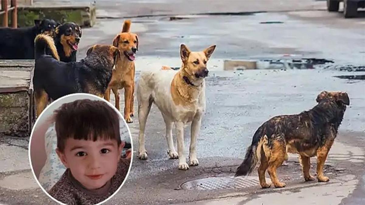 Van'da sahipsiz köpek saldırısı! Saray Belediye Başkanı hakkında soruşturma izni verildi