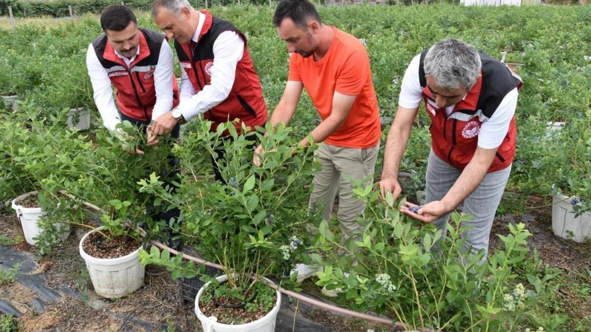 Ordu’da maviyemiş hasadı başladı! Bir dönem kimse bilmiyordu, şimdi herkes kapış kapış alıyor