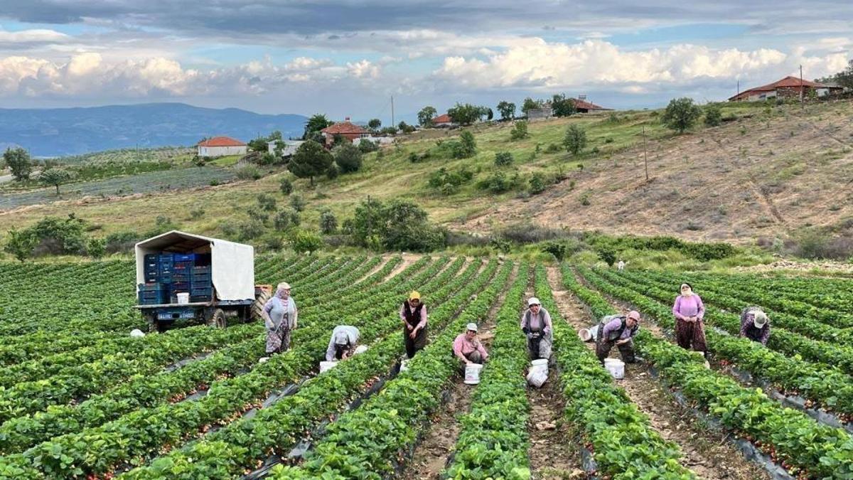 En meşhurlarından biri! Organik çilek ilgi odağı oldu
