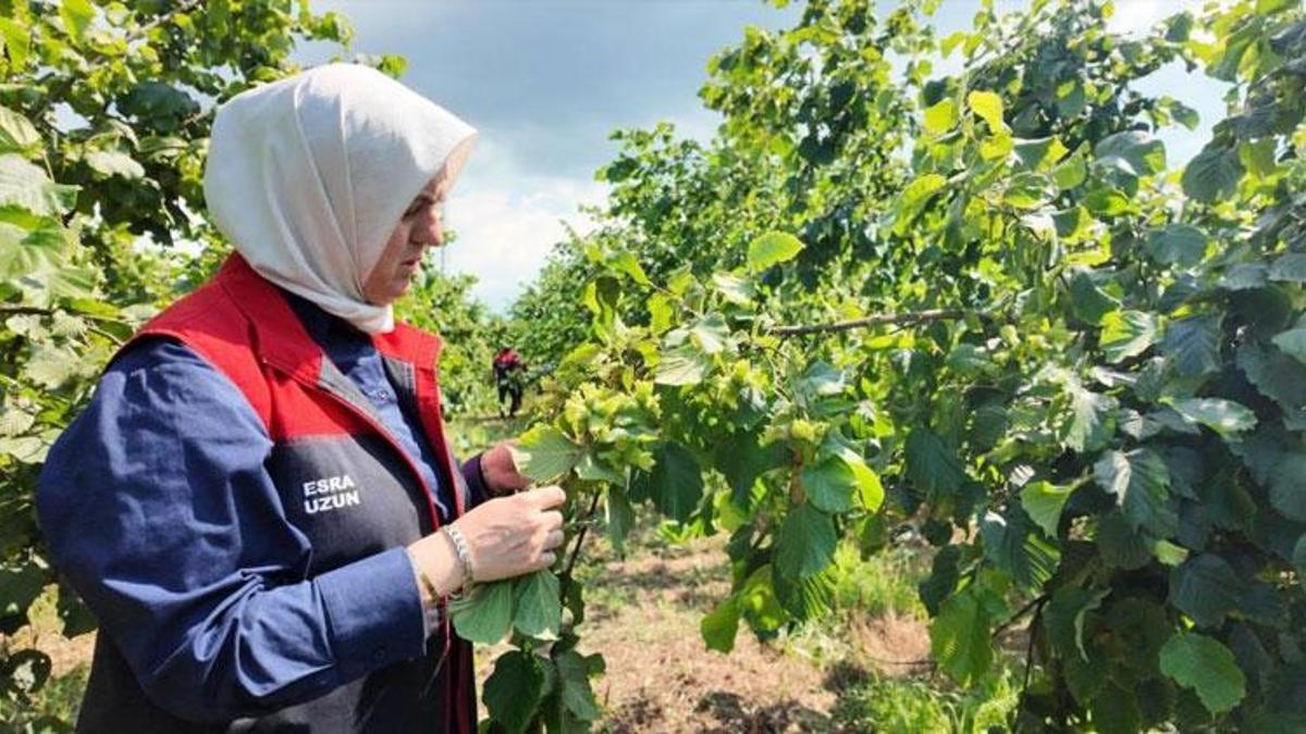 Düzce'de yeni sezon öncesi fındık bahçelerinde saha incelemeleri sürüyor