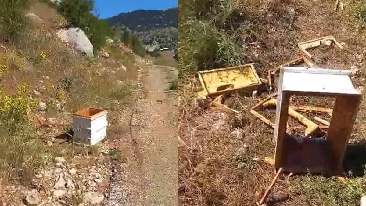 Ayılar üreticiyi şoke etti: Gördüğü manzara karşısında neye uğradığını şaşırdı