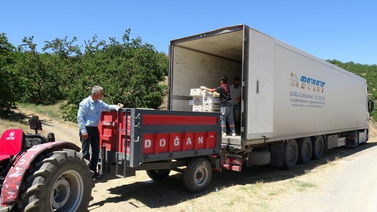 'Sarı altın' hasadı başladı, fiyatı 50 liradan başlıyor! İlk ürünler Avrupa yolunda