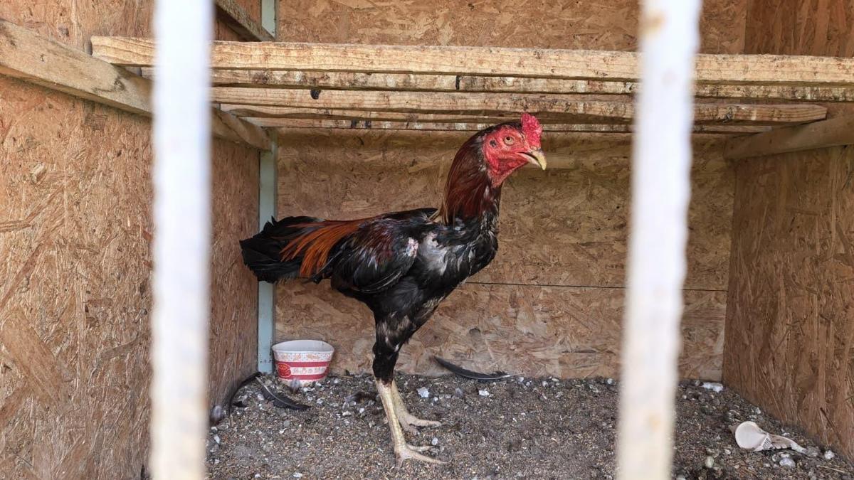 Bursa’da horoz dövüştürülen eve baskın; bahis oynayan 50 kişiye 650 bin TL ceza