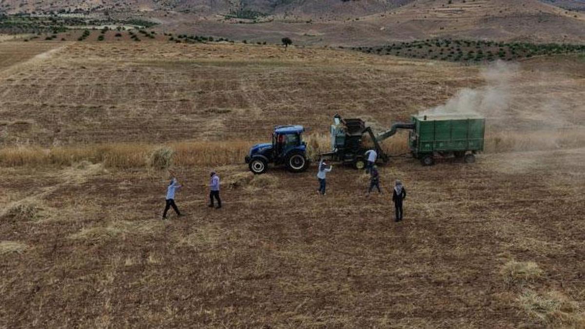 Gercüş'te çiftçiler sıcaklara meydan okuyor! Kavurucu havada 'oyun havalı' hasat