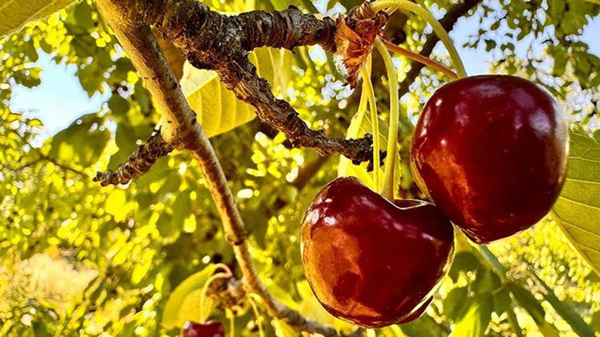 Afyonkarahisar'dan Avrupa'ya lezzet köprüsü: Kilogramı 60 TL'den alınıyor