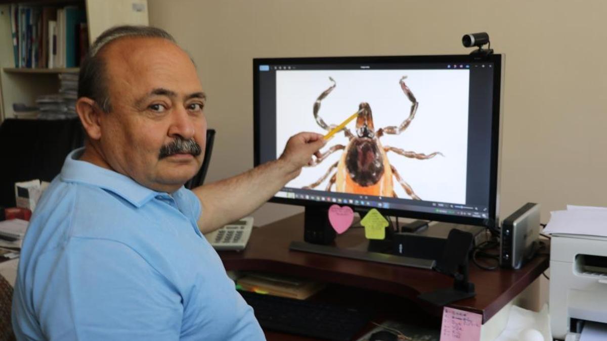 Yaz geldi tehlike arttı! Keneler gölgeyi seviyor, sadece biri 10 bin yumurta bırakabiliyor