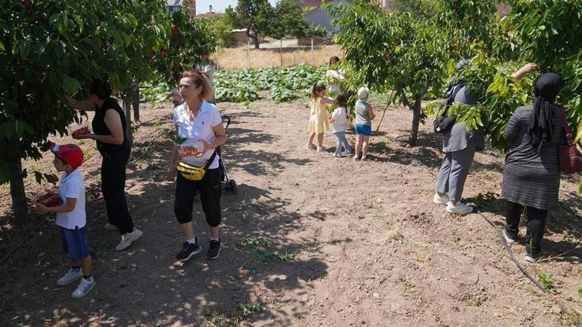 Eskişehir'de 11 yıldır devam ediyor: Hasadı çocuklar yapıyor