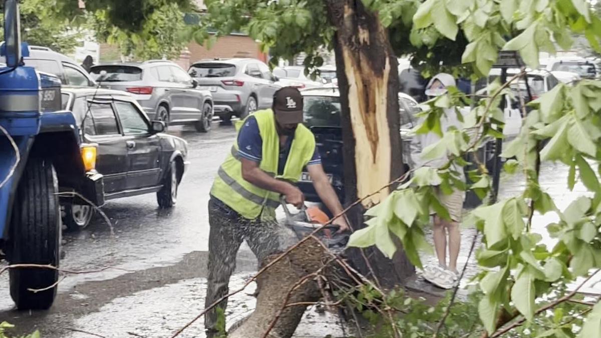 Ardahan'da çürüyen ağaç yola devrildi