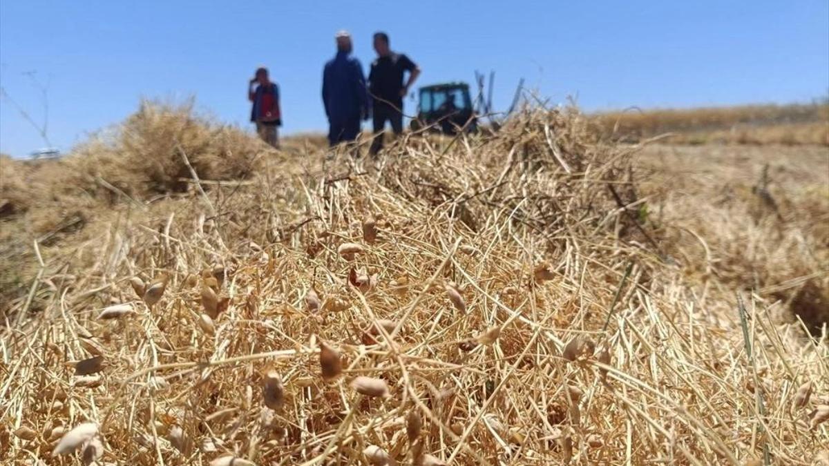 Konya'da 20 bin dekar tarlada kırmızı altın çıktı! 20 bin dekarda görüldü