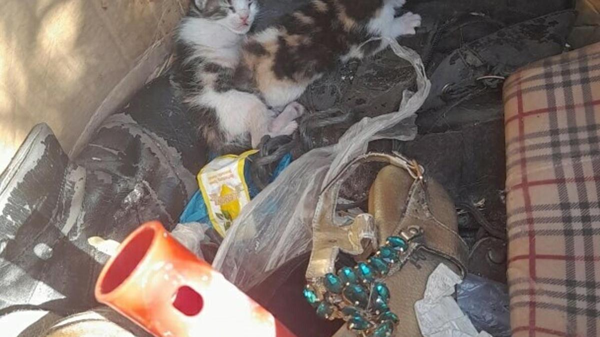 Belediye ekiplerinin dikkati yavru kedileri hayata bağladı