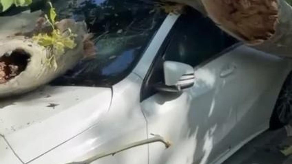 Bakırköy'de asırlık çınar ağacı park halindeki otomobilin üzerine devrildi
