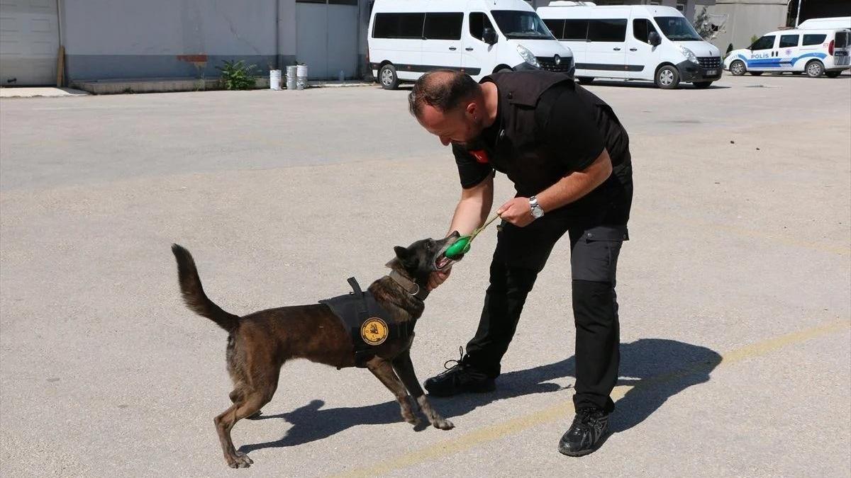 Eskişehir emniyetinin hassas burunları, uyuşturucuyla mücadelede rol alıyor