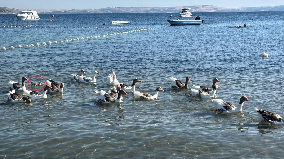 'Şartlı tahliye' edilen kazlar, ördek yavrusunu sahiplenip, sürüye aldı