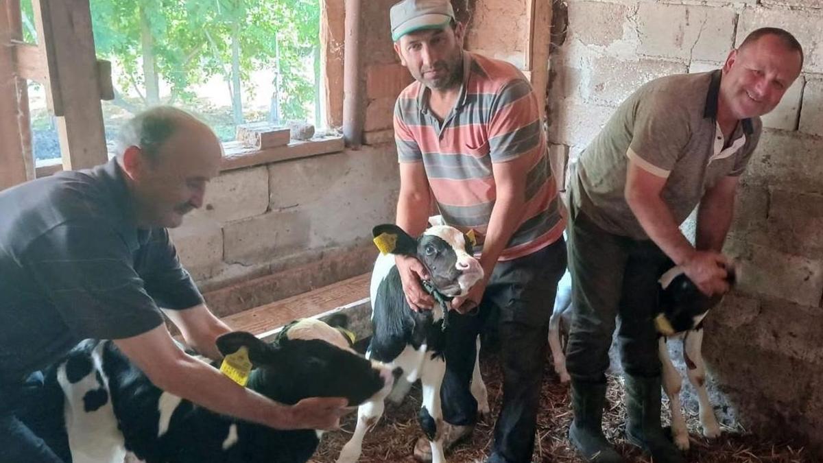 Edirne’de besiciyi üçüz buzağı sevinci