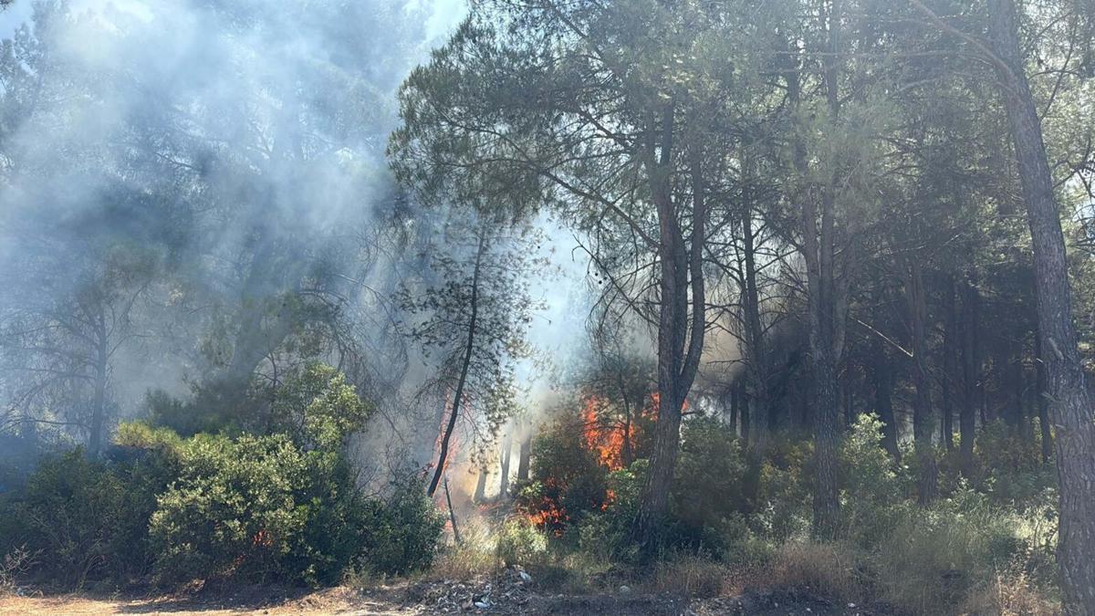 İzmir'in 2 ilçesindeki orman yangınlarına ilişkin 2 gözaltı