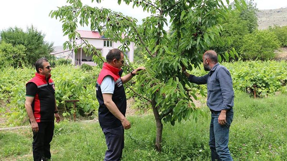 Bu yıl yüzler gülecek! Erzincan'da kiraz üretiminde bolluk ve bereket sezonu başladı