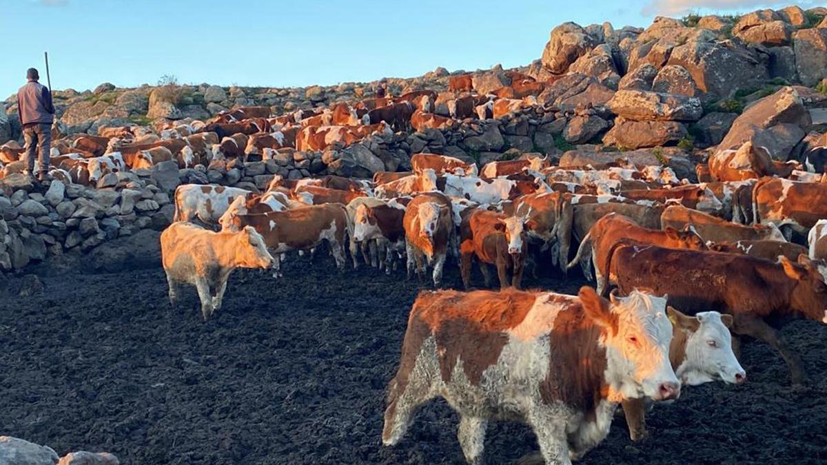 2 bin rakımlı yaylada üretim zamanı / Ek fotoğraflar