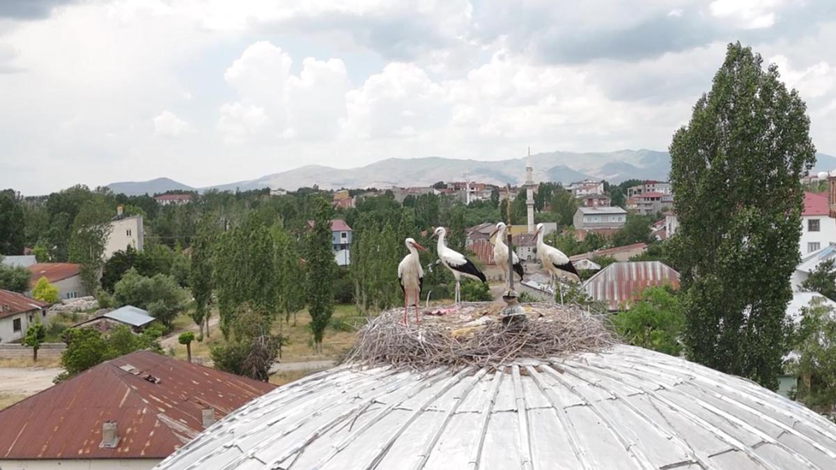 Mevsimler kayınca leylekler geç geldi