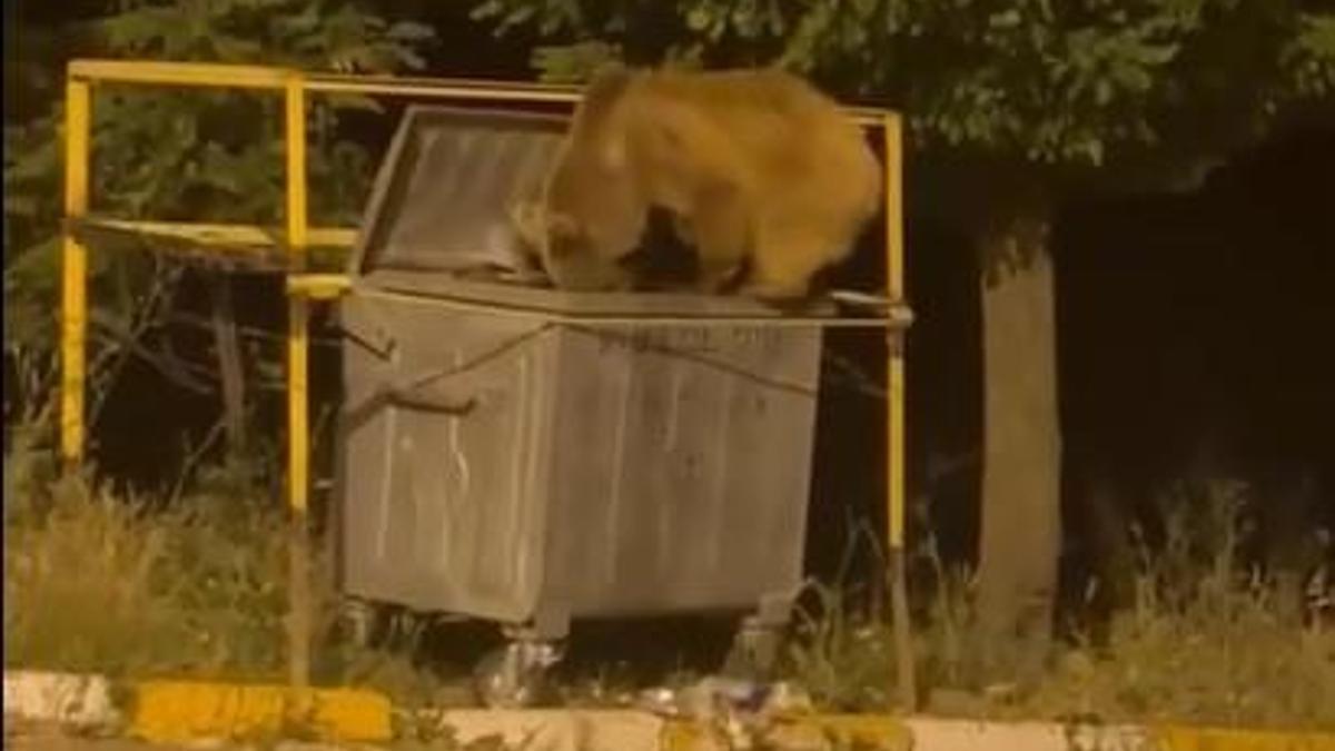 Yiyecek arayan ayı ve yavrusu görüntülendi