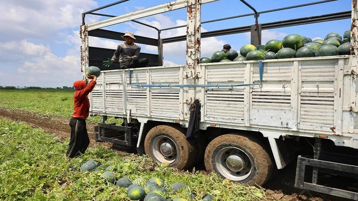 Adana'da karpuz hasadı bitiyor: Son 15 günde fiyatlar şaşırttı