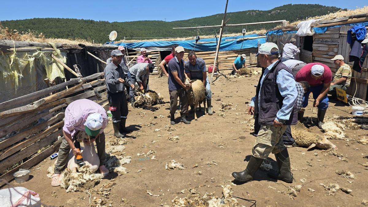 Manisa'da asırlık 'koyun kırkım imecesi' geleneği yaşatıldı