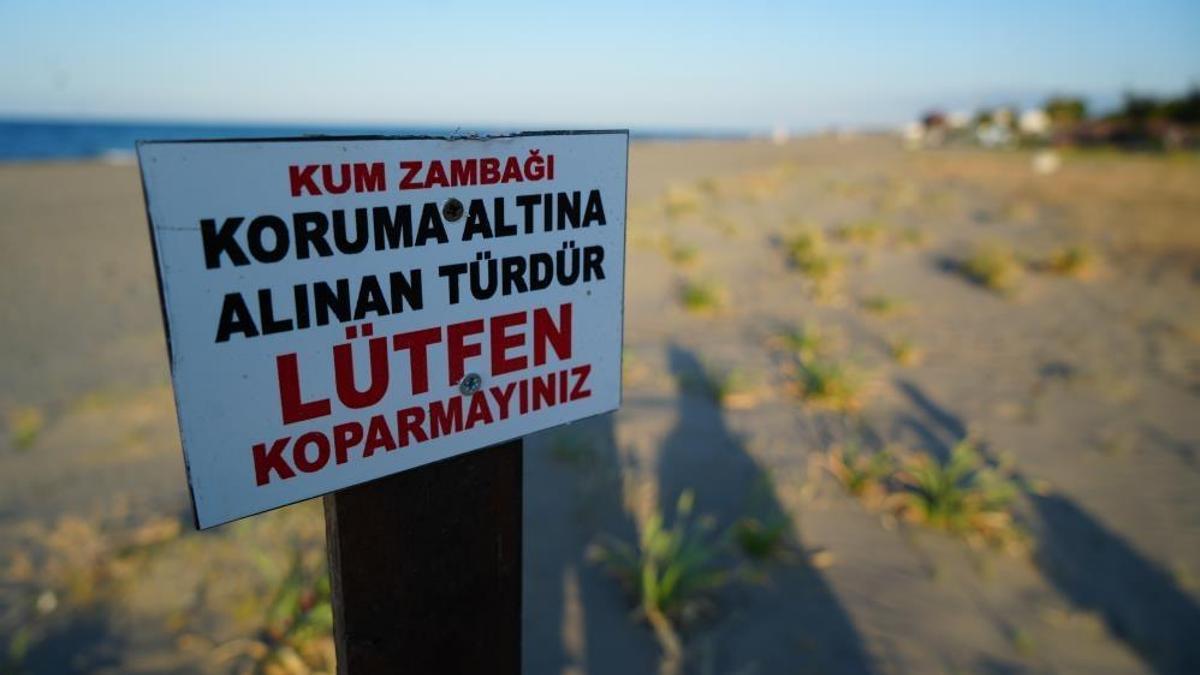 Samsun sahillerinde bunu yapan yandı: Cezası tam 700 bin TL