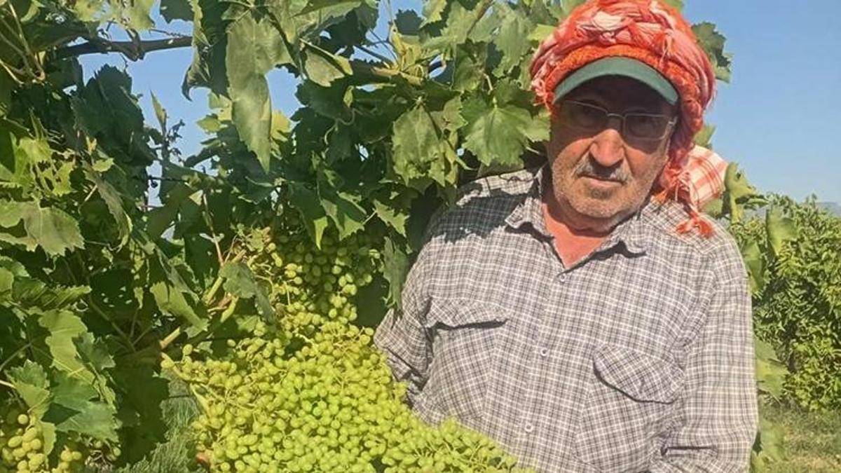 Sarıgöl Ovası'nda görülmemiş rekor! Salkım boyları 40 santimetreyi aştı
