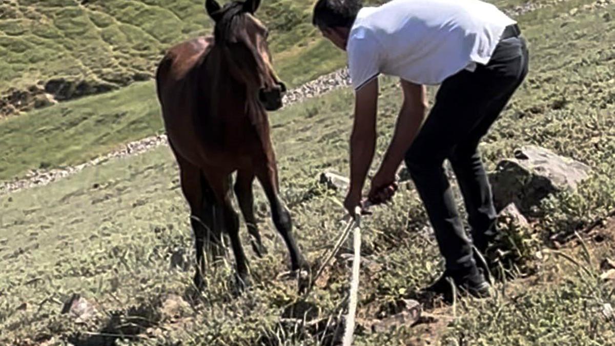Yılkı atları için kurulan tuzaklar imha edildi