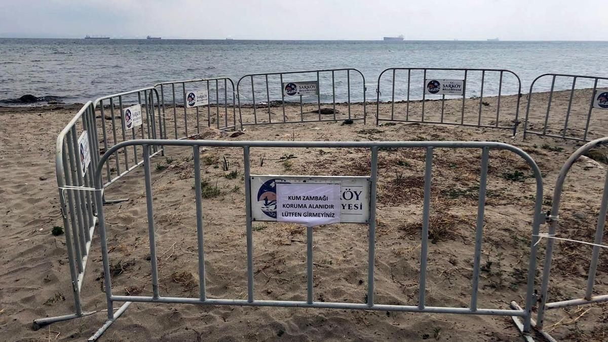 Şarköy sahilinde tespit edilen kum zambakları korumaya alındı