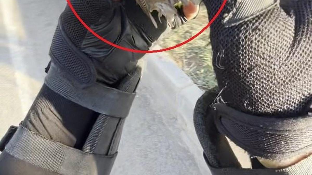 Motokurye, ağzındaki buğday tanesini çıkardığı serçeyi kurtardı