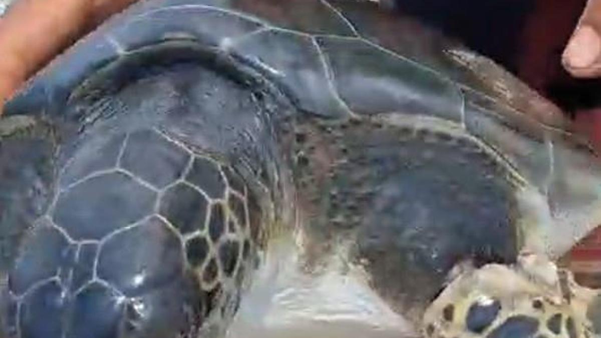 Çuvala dolanan caretta carettayı balıkçı kurtardı