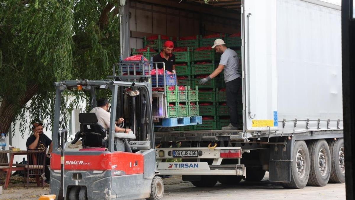 Türkiye'deki üretimin yüzde 67'si Konya'dan! Kış sebzesinden büyük kazanç kapısı