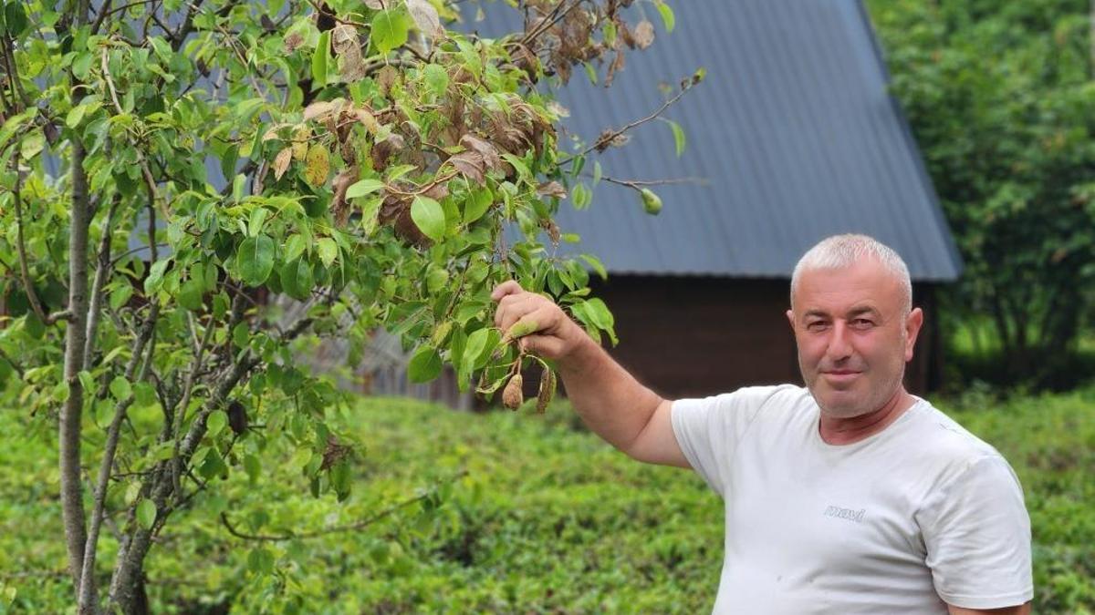 Vampir Kelebek ve kahverengi kokarcanın ardından bir bela daha! Üreticilere şimdi de tırtıl tehdidiyle boğuşuyor