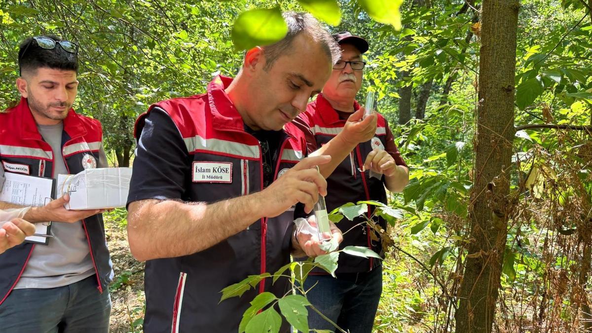 Edirne'de ‘kahverengi kokarca’ya karşı doğaya 728 ‘samuray arıcığı’ salındı