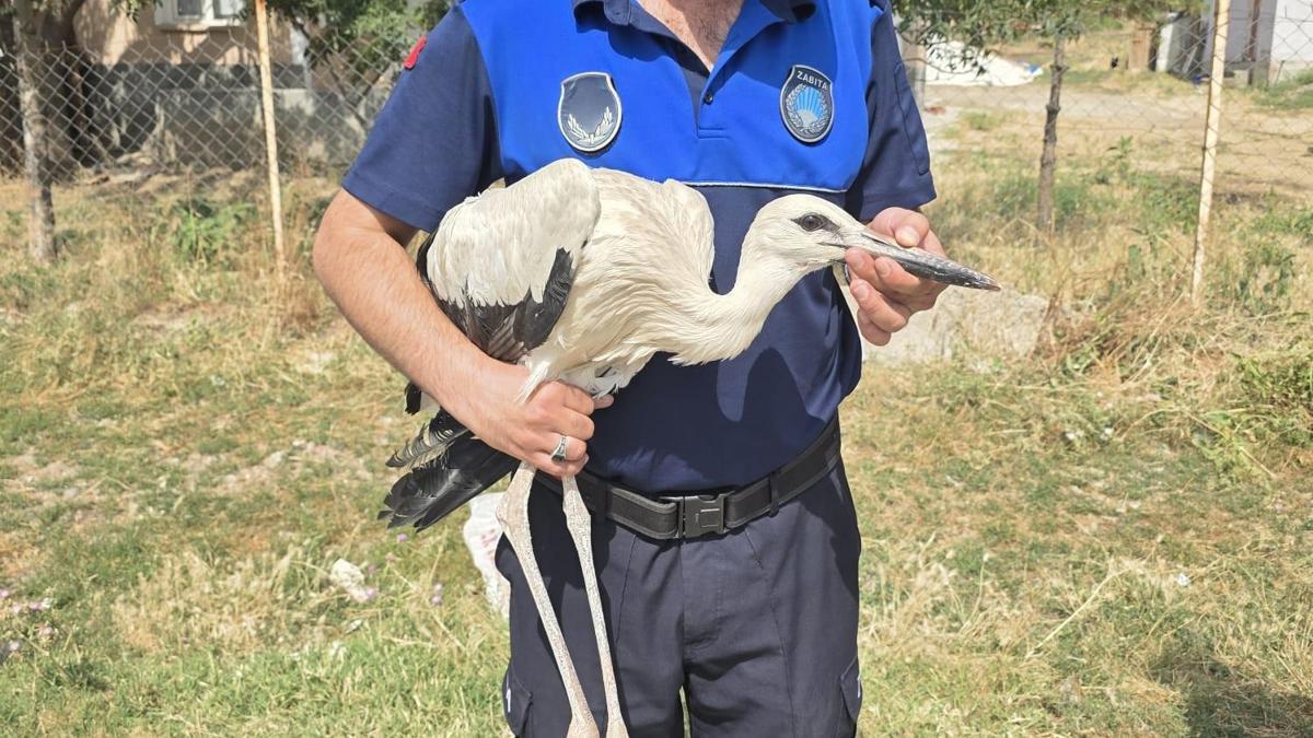 Çankırı'da yuvasından düşen yavru leylek tedavi altına alındı
