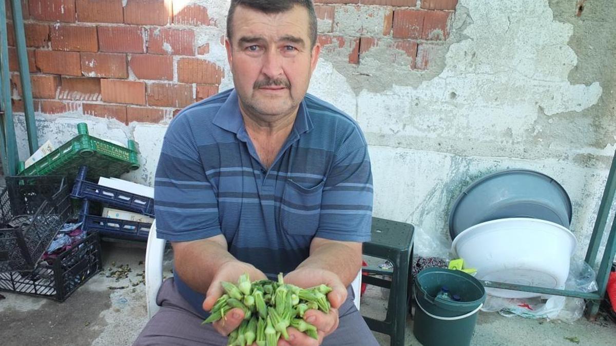 Bamya fiyatları tavan yaptı, üreticisine kazandırdı