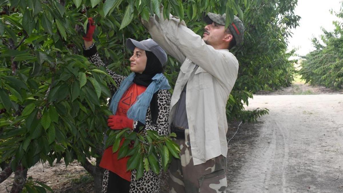 Dünyanın kirazı bu ilçeden! Hummalı hasat çalışması sürüyor