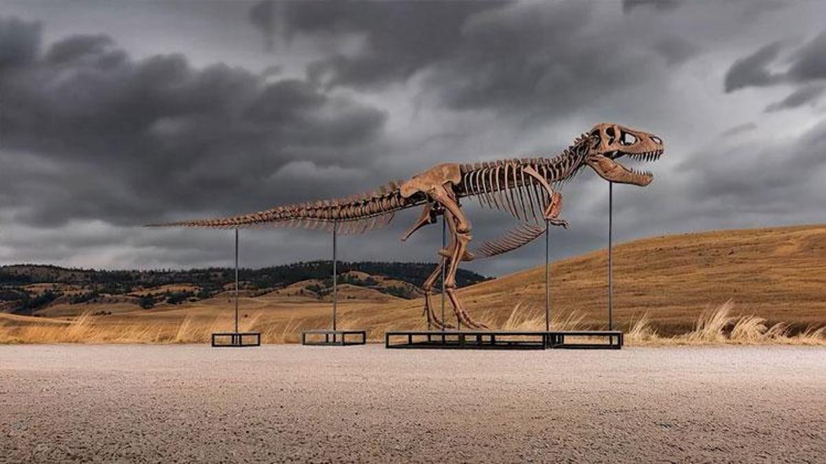 Dinozor iskeleti 50.1 milyon dolarla rekor fiyata satıldı