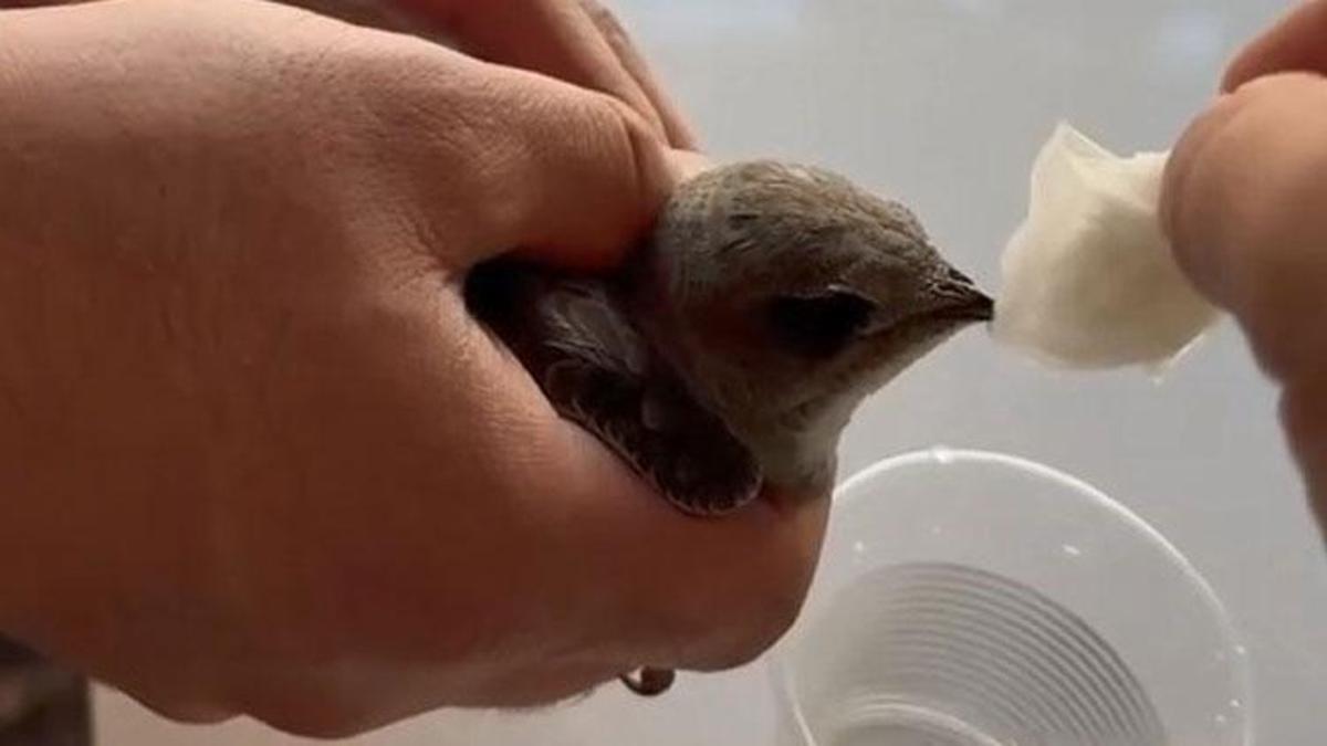 Elazığ'da vatandaşlar sıcaktan bitkin düşen ebabil kuşuna su verdi