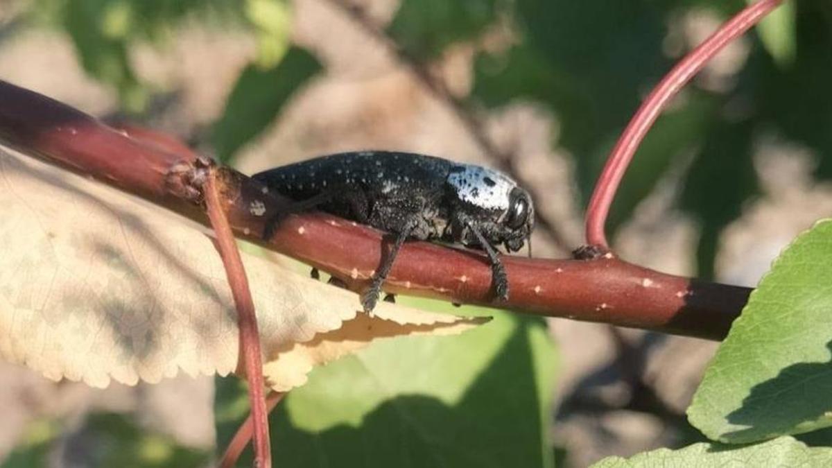 Manisa'da tehlike ortaya çıktı! Köylüler diken üstünde, hepsini yok ediyor
