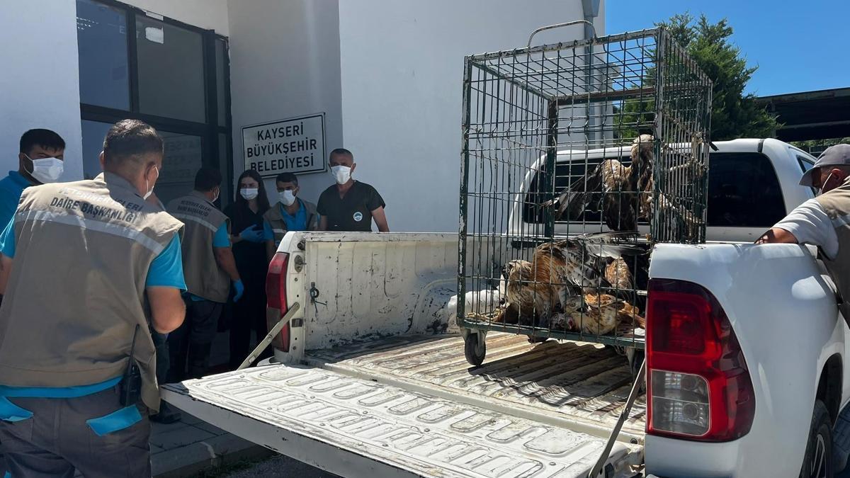 Kayseri’de tedavisi tamamlanan 35 kuş, doğal ortamına bırakıldı