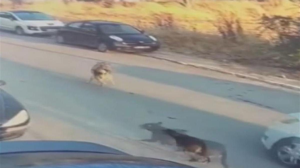 Aracını köpeğin üzerine sürdü: Silivri'de ölümüne neden oldu