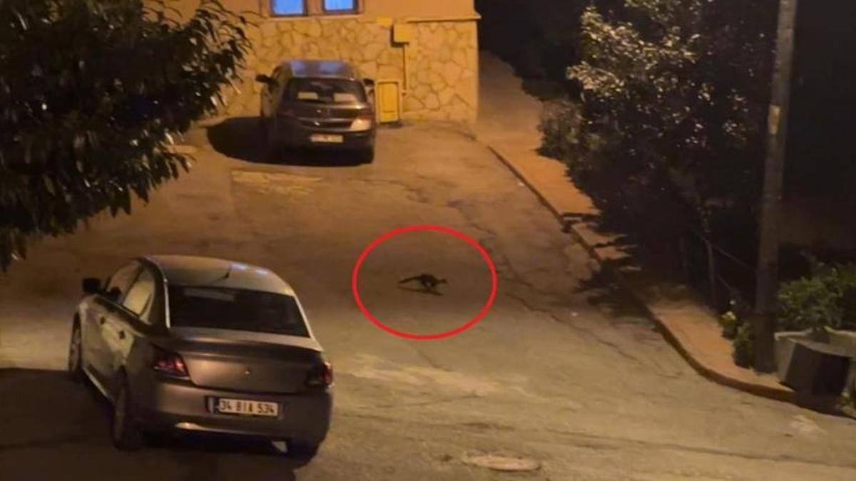 Samsun'da sansar paniği! Gece yarısı şehir merkezine indiler