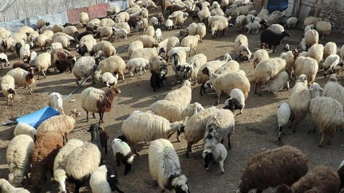 Diyarbakır'da bu daha önce düşünülmedi: Zehir için bunu da yaptılar