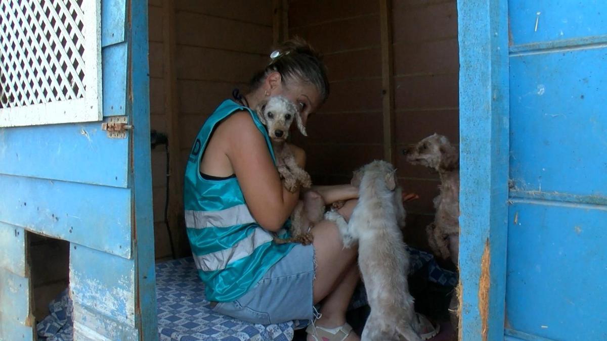 Geçici hevesle alınıp terk edilen cins köpekler, sahiplenilmeyi bekliyor