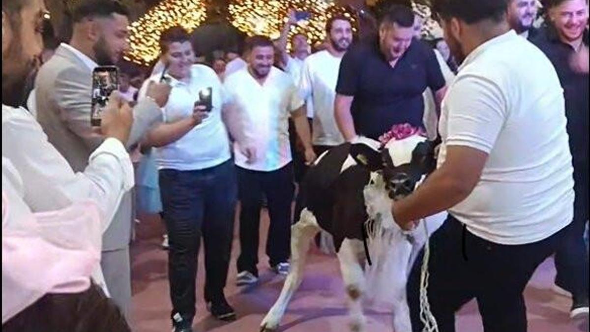 Takı töreninde damada dana hediye ettiler
