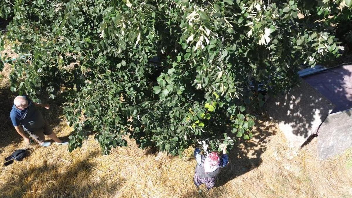 Yalova'dan çıkıyor, Türkiye'nin dört bir yanından talep görüyor